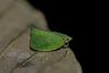 Siphanta sp.